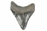 Serrated, Fossil Megalodon Tooth - South Carolina #170397-1